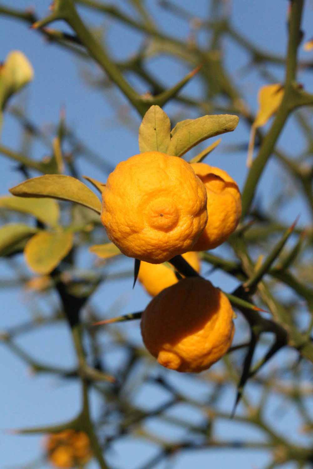                Fruit (Swingle, Riverside, CA)       